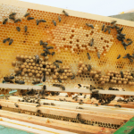 Včely (program pro skupiny s lektorem)